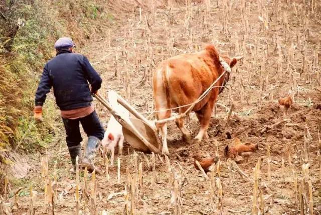 乡土散文:我的庄稼汉父亲
