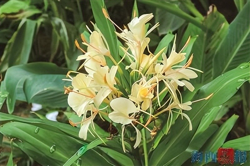 这些植物 奇珍异种 你见过吗 腾讯新闻