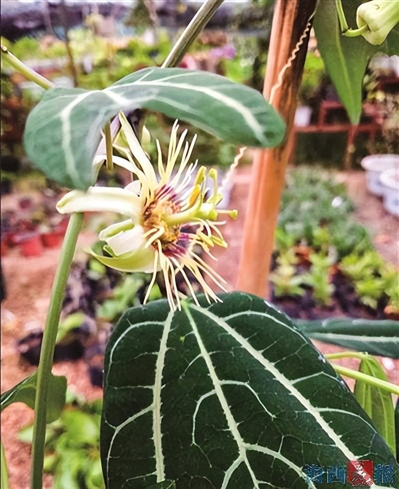 这些植物 奇珍异种 你见过吗 腾讯新闻