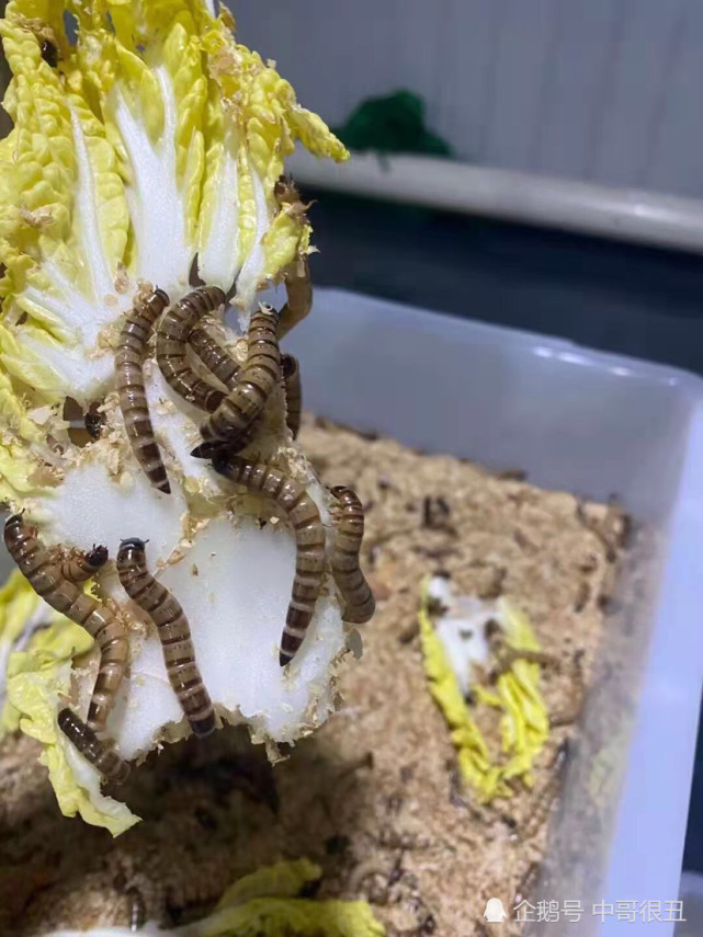 蛋白虫人吃了对身体有好处吗 蛋白虫人吃了有害吗