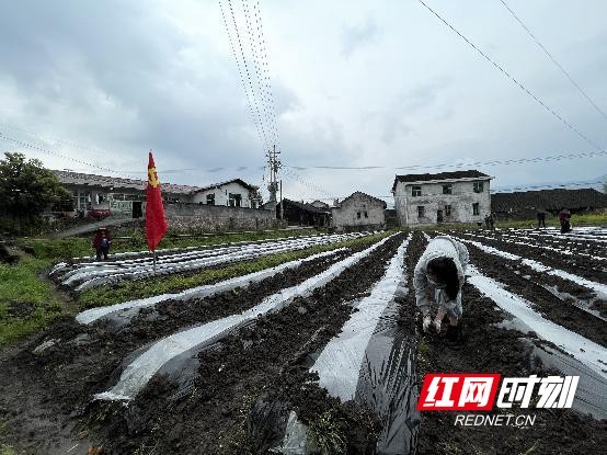 永顺县万坪镇:党员干部下田间 冒雨助农忙春耕