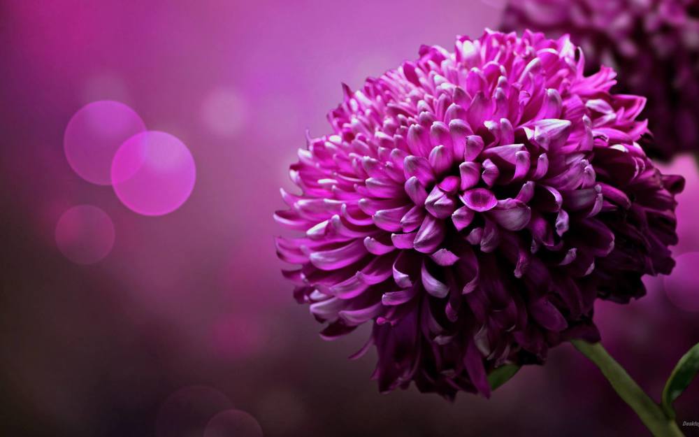 魔蠍座 四大星座a型血男 收入節節高升 天天看點