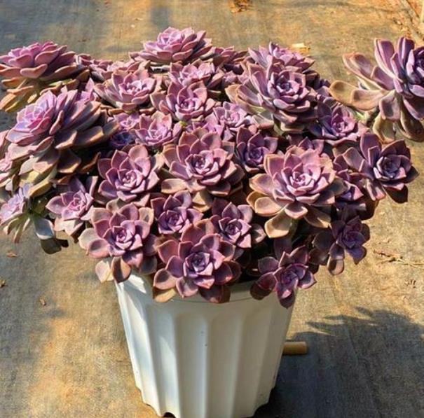 多肉紫乐春天进入生长"快车道",4件事赶紧做,养成老桩,紫气东来