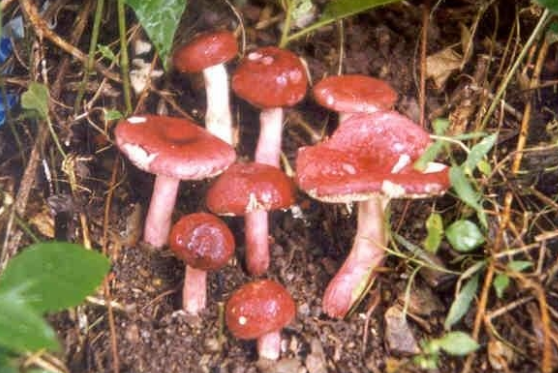 和其他的野生菌差不多,也是以近圆柱形为主,但是在上面的会有粉红色