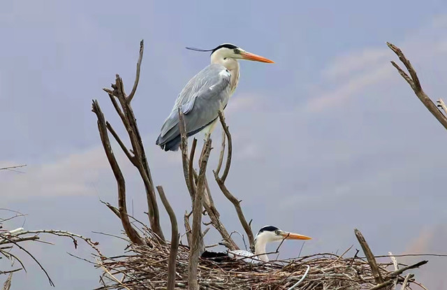 初春时节 苍鹭筑巢繁殖忙