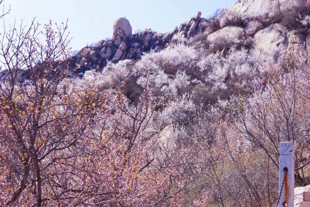 寺南線入口-黃普院東門(正門)門區賞花點開放時間:7:00-17:00門票價格