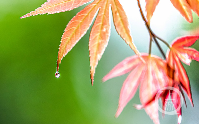 雨珠图片梧桐叶图片