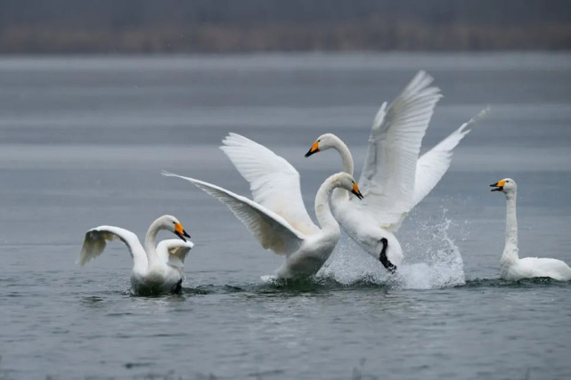 大天鹅 国家二级保护动物春风骀荡,阳光煦暖.