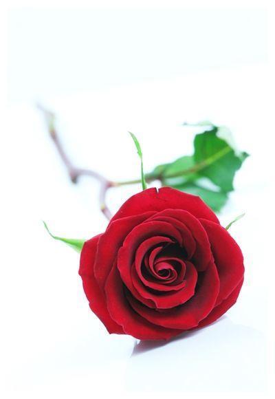 在未来8天 红鸾寄情 前缘入命 携手旧爱永不分离的四大星座 腾讯新闻