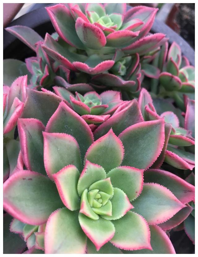 多肉"喜阴",还是"喜阳",很多人都搞错了,难怪一直养不好_腾讯新闻