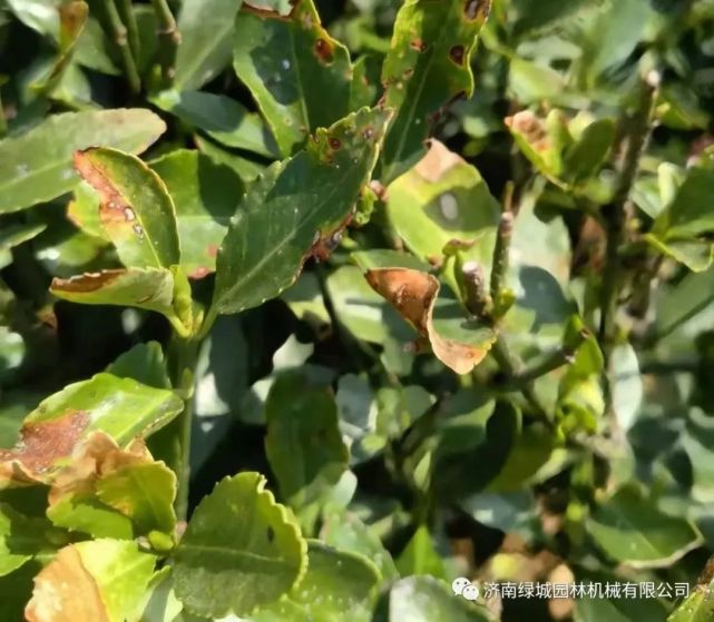 冬青树叶斑病图片(冬青树叶有黄斑是什么病)