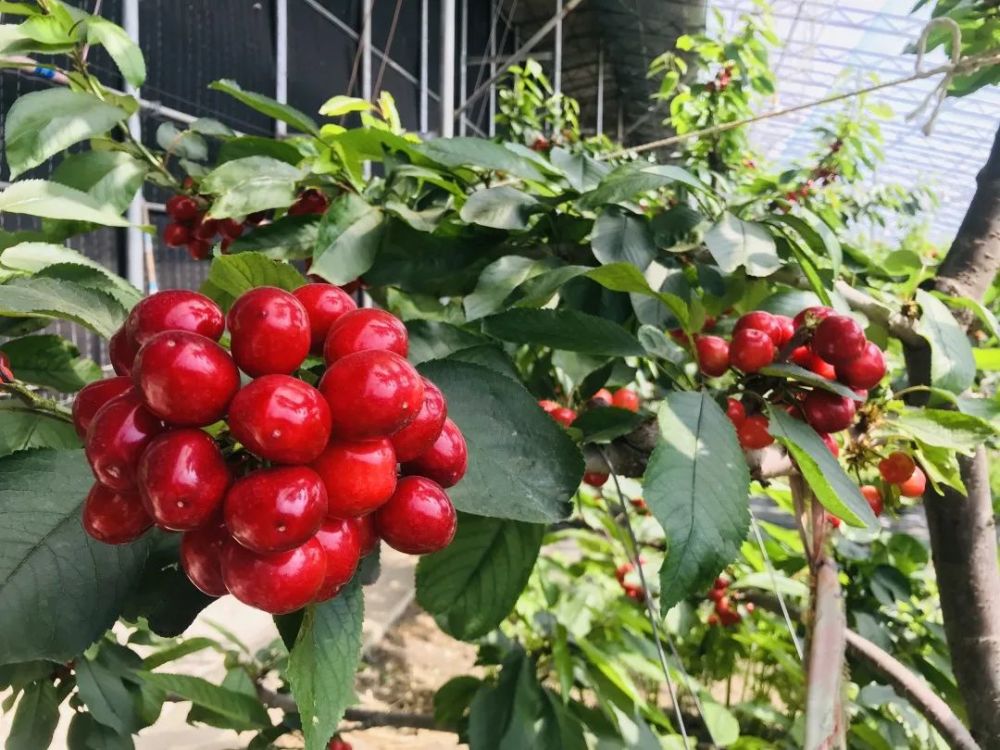 滨城大棚樱桃上市啦