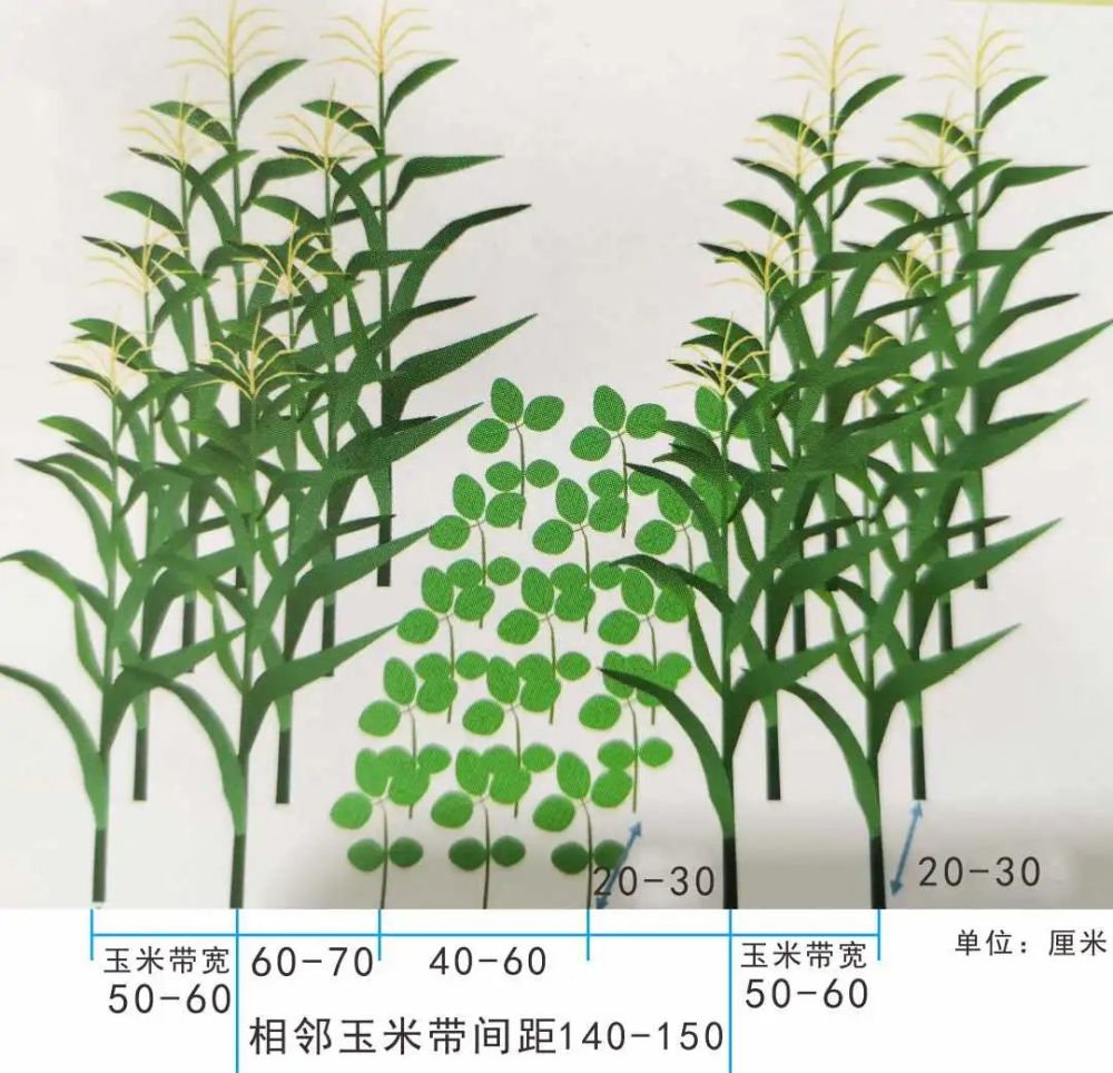 大豆:两相邻玉米带间种3行大豆,大豆行距20-30厘米