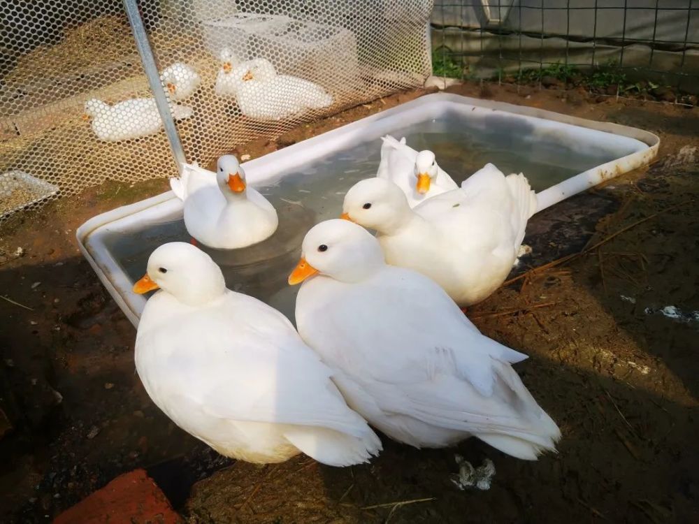 身价不菲的网红柯尔鸭,它们颜色各异,有最受欢迎的纯白色,也有水墨色