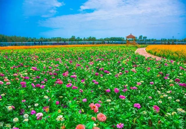 内蒙古12盟市花海邀你来赏