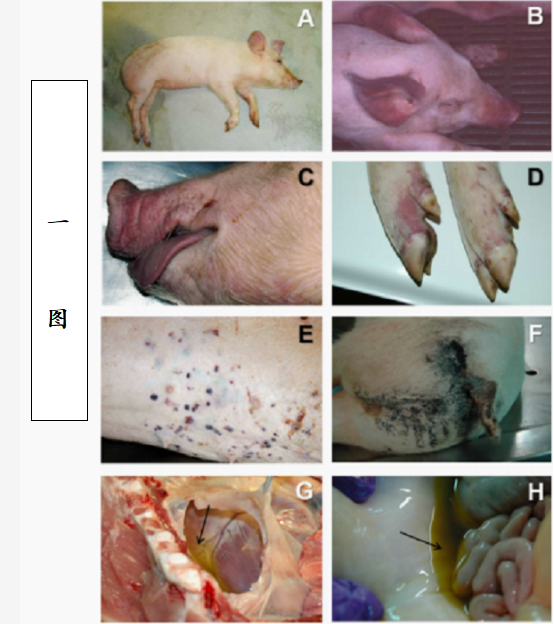 非洲猪瘟的临床表现与诊断确诊!