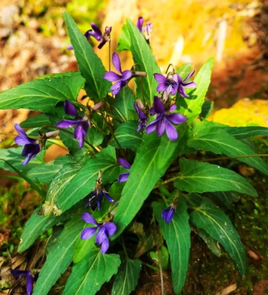 科:堇菜科 屬:堇菜屬別稱:野堇菜,光瓣堇菜,光萼堇菜學名:紫花地丁3.