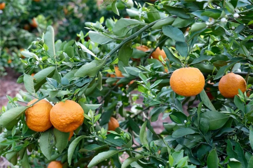 金沙江畔的金果果