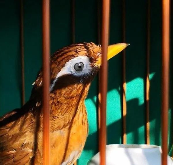 飼養畫眉鳥多多觀察這幾點