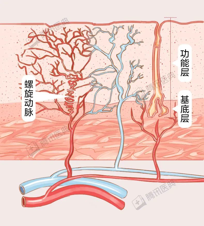 子宫内膜基底层图片