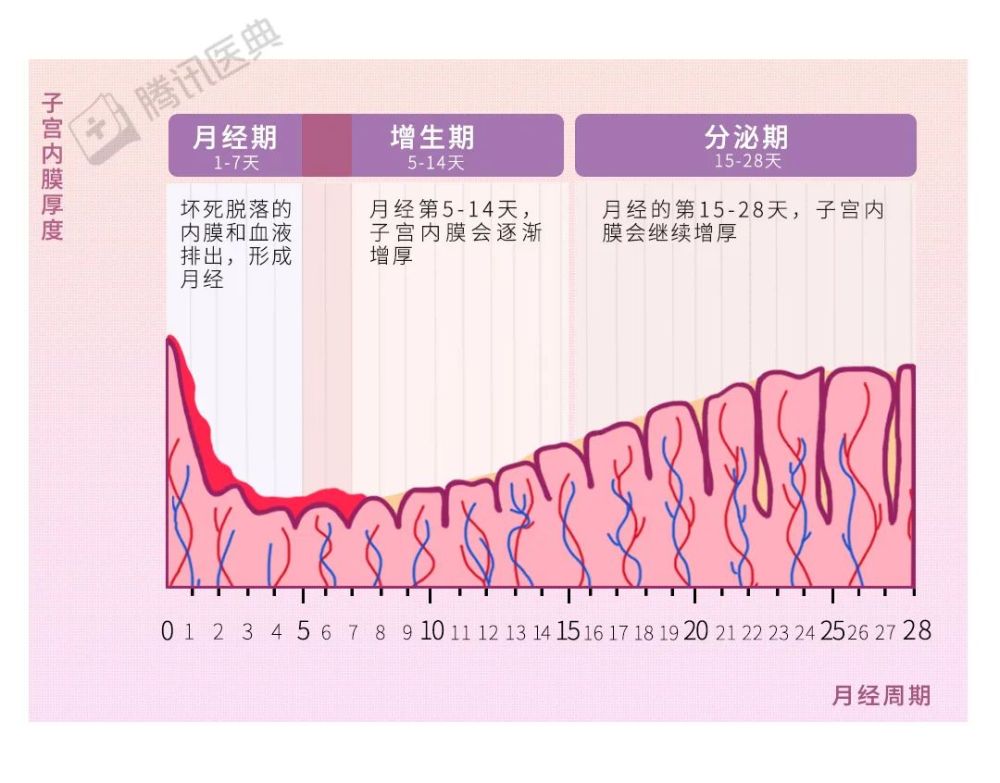 子宫内膜厚度变化图图片