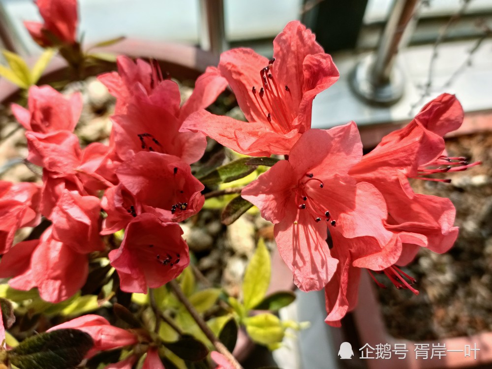 杜鹃花国旗红的风采