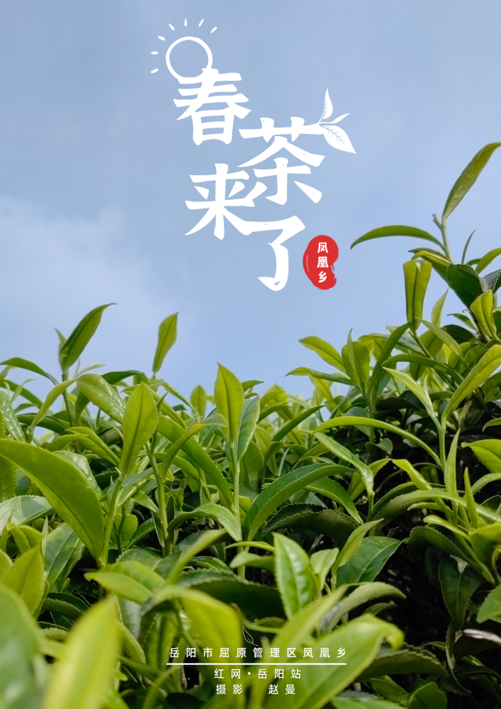 海报春茶来了