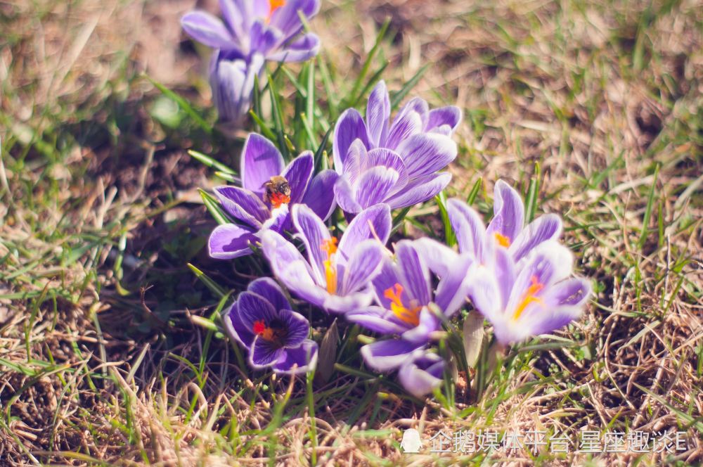 4月3日 9日爱情运势 为爱执着 喜结连理的四大星座 腾讯新闻