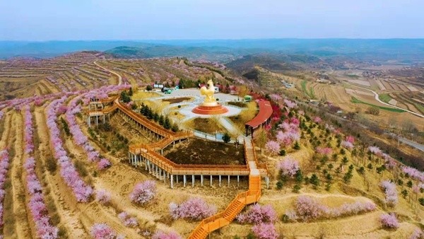 宁夏彭阳山花烂漫开启"云"游梯田花海模式