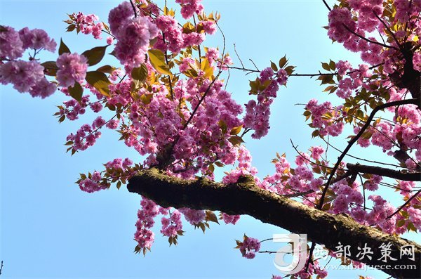 漢中寧強(qiáng)：櫻花爛漫美如畫插圖