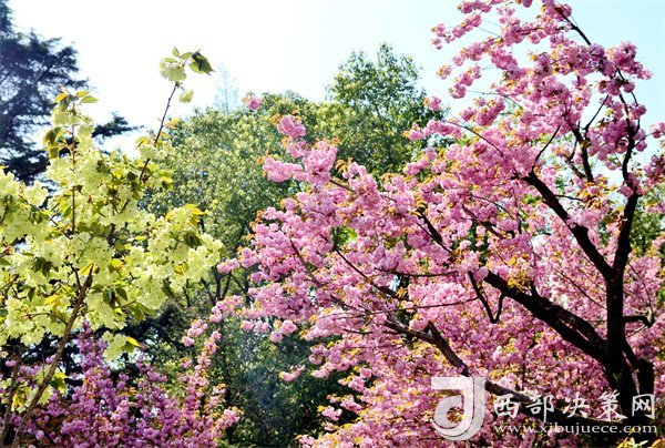 漢中寧強(qiáng)：櫻花爛漫美如畫插圖1