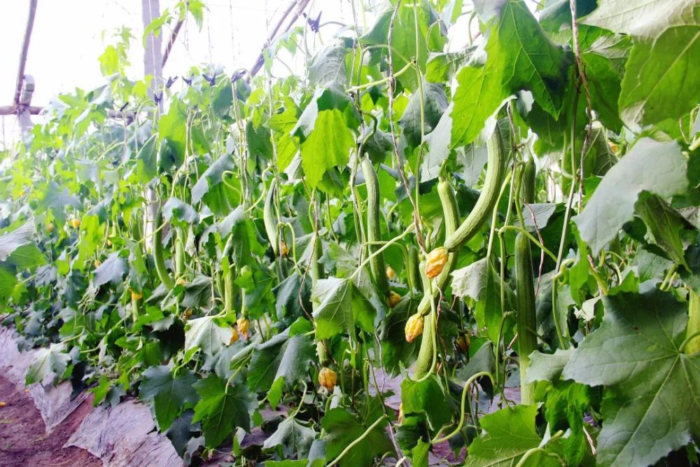 据张要杰介绍,他今年种植了丝瓜和黄瓜两座蔬菜大棚,其中3.