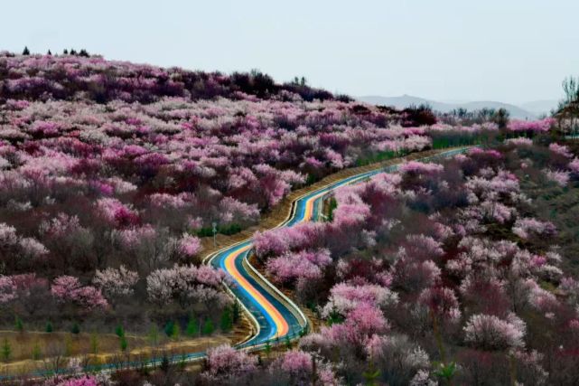 第十八届宁夏六盘山山花节暨第十届"梯田花海·醉美彭阳"文化旅游节云
