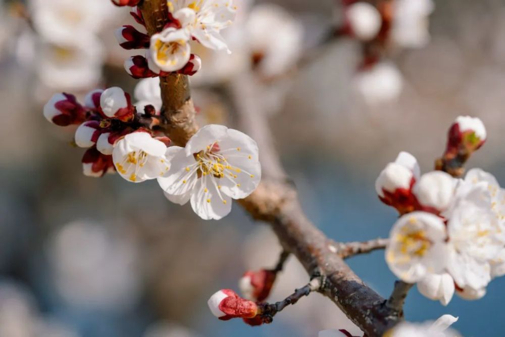 巴旦杏丨梵高杏花的真实身份