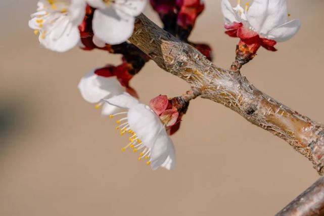 可看到花瓣后的花萼,杏花的花萼红色,向后反折.