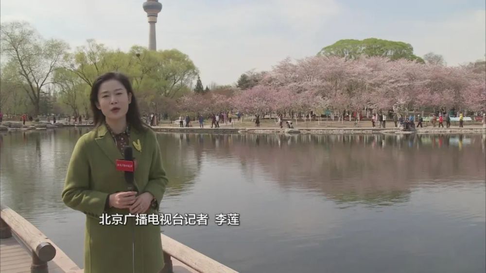 北京广播电视台记者 李莲刚刚进入四月,玉渊潭公园的40余个品种近3000