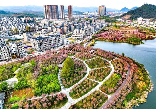 兴仁市|东湖公园|樱花|黔西南