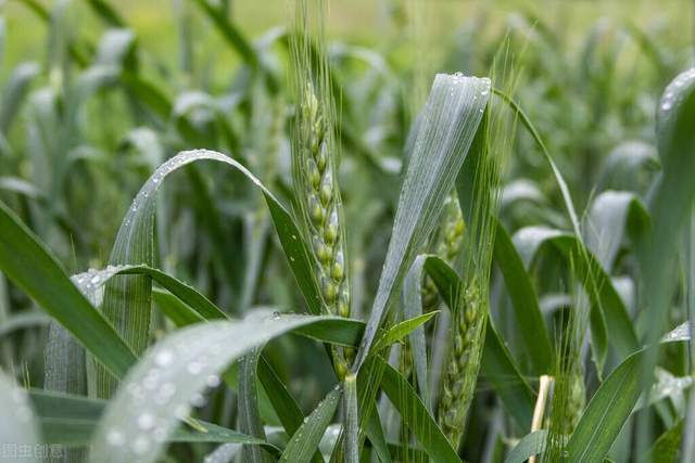 全国大部冬小麦发育期接近常年或偏早,长势差于上年