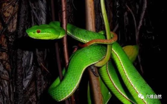 小竹叶青蛇毒性也大福建一男子徒手捉青竹标幼蛇很快中毒昏迷