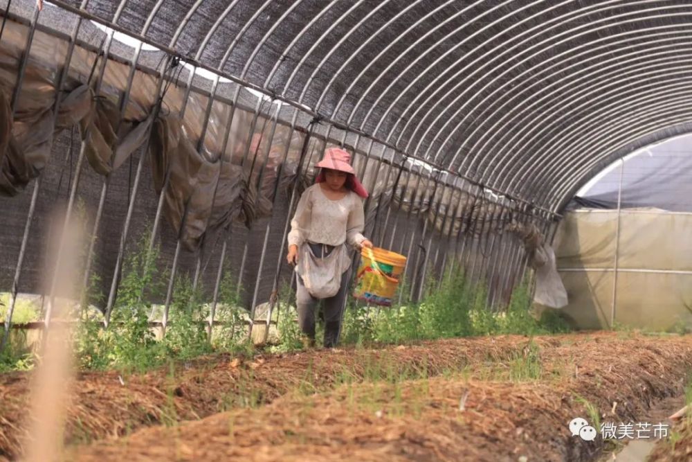 文字:芒市融媒体中心记者 王世蕊图片:芒市融媒体中心记者 曾麻干