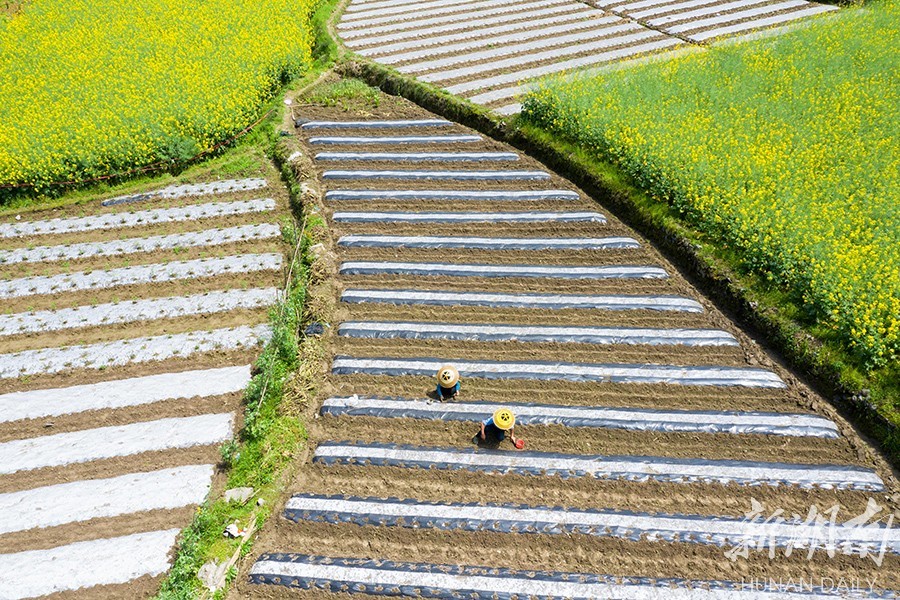 清明节播种图片图片