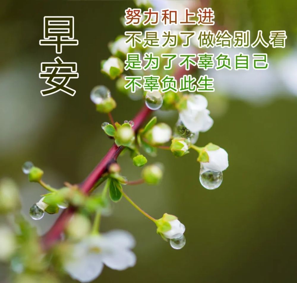 4月3日清晨群發早上好問候祝福語動態圖片早晨好問候動態圖片表情帶字