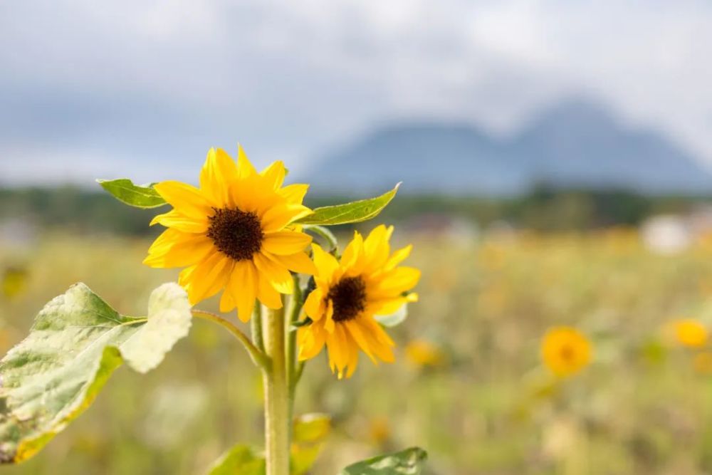 朗誦心若向陽花自開人若向暖清風來