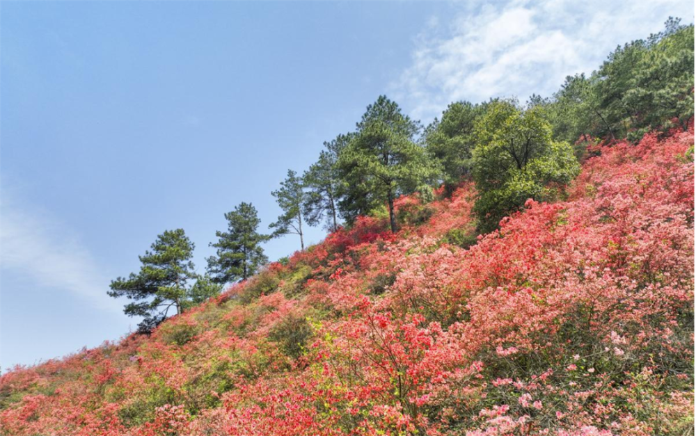 歙县紫金山杜鹃花图片