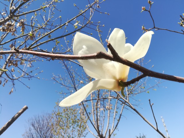 明朝最有名气的道士陶仲文最后成仙了吗