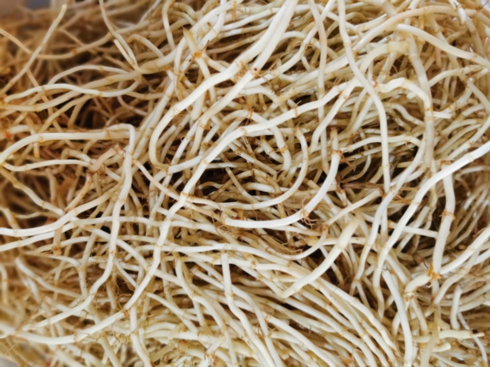 "……它们都聚着春风,汇着春色,洋着春意,挟着春雨,泛着春味,飘着春香