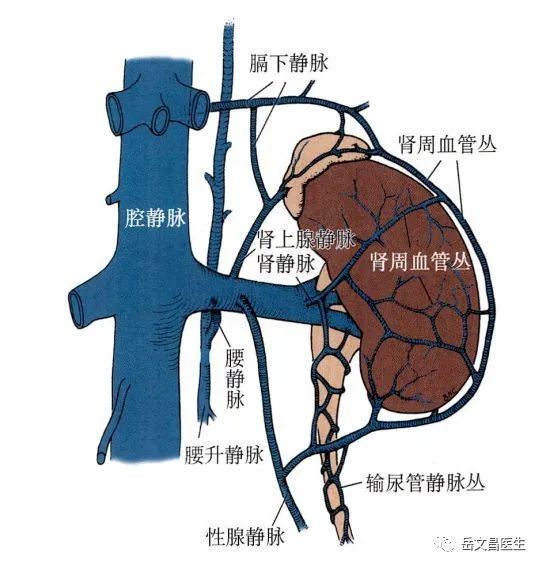 肾各级血管解剖图图片