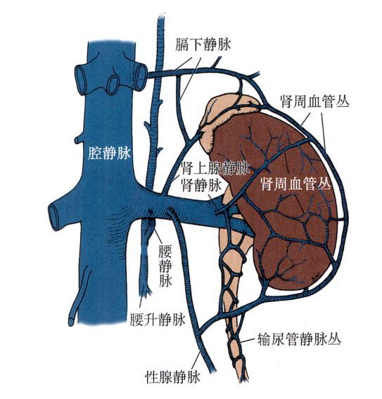 肾动脉分支解剖图图片