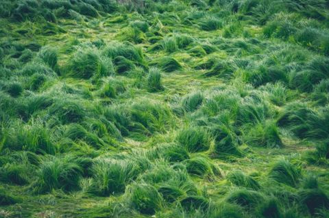 《龙猫》里的草原独特的"草海"景观就会呈现连片的茂密草地南京石臼湖