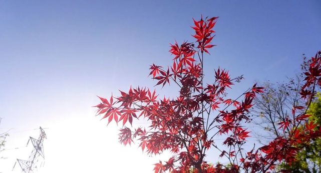 陈锐:醉美渭清公园!